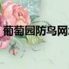 葡萄園防鳥網怎么搭建視頻（葡萄園防鳥網）