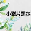 小裂片黑爾衣（關于小裂片黑爾衣簡介）