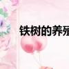 鐵樹的養殖方法和時間（鐵樹的養護）