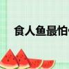 食人魚最怕什么（食人魚最怕什么東西）