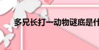 多兄長打一動物謎底是什么(多兄長)