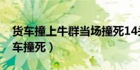 貨車撞上牛群當場撞死14頭牛(14頭牛被貨車撞死)