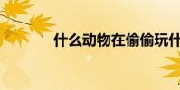 什么動物在偷偷玩什么生肖?