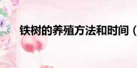 鐵樹的養殖方法和時間(鐵樹的養護)