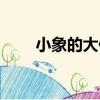 小象的大便（關于小象的大便簡介）