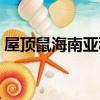 屋頂鼠海南亞種（關于屋頂鼠海南亞種簡介）
