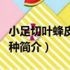 小足切葉蜂皮氏亞種（關于小足切葉蜂皮氏亞種簡介）