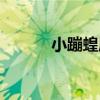 小蹦蝗屬（關于小蹦蝗屬簡介）