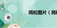 崗松圖片(崗松)