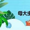 母大蟲顧大嫂簡介（母大蟲）