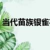 當代苗族銀雀花（關于當代苗族銀雀花介紹）