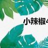小辣椒40（關于小辣椒40簡介）