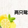 兩只鴛鴦圖片大全（兩只鴛鴦）