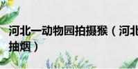 河北一動物園拍攝猴(河北一動物園拍攝猴子抽煙)
