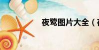 夜鷺圖片大全(夜鷺)