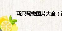 兩只鴛鴦圖片大全(兩只鴛鴦)