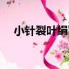 小針裂葉絹蒿（關于小針裂葉絹蒿簡介）