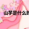 山芋是什么時候傳入中國的（山芋是什么）