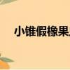 小錐假橡果蟲（關于小錐假橡果蟲簡介）