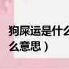 狗屎運是什么意思以及相關解釋（狗屎運是什么意思）