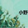 小野醬（關于小野醬簡介）