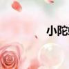 小陀螺（關于小陀螺簡介）