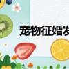 寵物征婚發朋友圈的句子（寵物征婚）