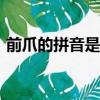 前爪的拼音是zhua還是zhao（前爪的拼音）