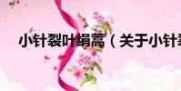 小針裂葉絹蒿(關于小針裂葉絹蒿簡介)