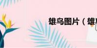 雄鳥圖片(雄鳥)