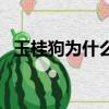 玉桂狗為什么是男的（玉桂狗居然是男的）