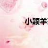 小穎羊茅（關于小穎羊茅簡介）