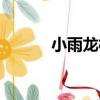 小雨龍村（關于小雨龍村簡介）