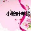 小鞍葉羊蹄甲（關于小鞍葉羊蹄甲簡介）