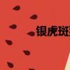 銀虎斑貓真實圖片（銀虎斑貓）
