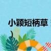 小穎短柄草 變種（關于小穎短柄草 變種簡介）