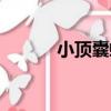 小頂囊螺（關于小頂囊螺簡介）