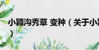 小穎溝秀草 變種(關于小穎溝秀草 變種簡介)