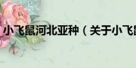 小飛鼠河北亞種(關于小飛鼠河北亞種簡介)