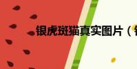 銀虎斑貓真實圖片(銀虎斑貓)