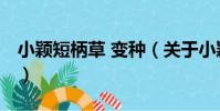 小穎短柄草 變種(關于小穎短柄草 變種簡介)