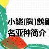 小鱗[胸]鷦鹛指名亞種（關于小鱗[胸]鷦鹛指名亞種簡介）