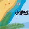 小鱗壁衣（關于小鱗壁衣簡介）