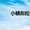 小鱗擬松鯛（關于小鱗擬松鯛簡介）
