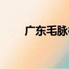 廣東毛脈槭（關于廣東毛脈槭介紹）