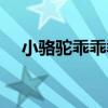 小駱駝乖乖乖（關于小駱駝乖乖乖簡介）