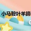 小馬鞍葉羊蹄甲（關于小馬鞍葉羊蹄甲簡介）