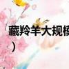 藏羚羊大規模遷徙的視頻（藏羚羊大規模遷徙）