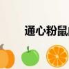 通心粉鼠的缺點和壽命（通心粉鼠）