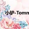 小驢-Tommy（關于小驢-Tommy簡介）